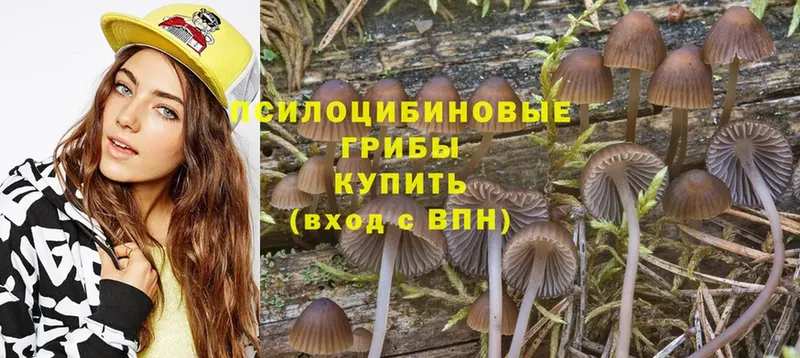 Псилоцибиновые грибы Psilocybe  купить  цена  Иланский 